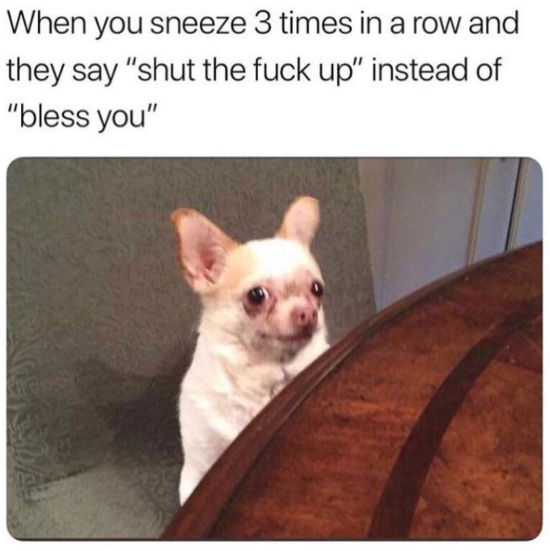 This meme features a photo of a small, white dog with a surprised and disapproving expression. The text above the image reads: "When you sneeze 3 times in a row and they say 'shut the f**k up' instead of 'bless you'". The meme is humorous because it exaggerates the reaction of a person who is annoyed by the sudden change in politeness.